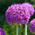 Allium 'Ambassador'