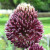 Allium amethystinum 'Forelock'