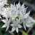 Allium amplectens 'Graceful Beauty'