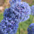 Allium caeruleum