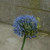 Allium caeruleum