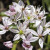 Allium 'Cameleon'