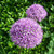Allium 'Gladiator'