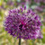 Allium jesdianum 'Early Emperor'
