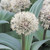 Allium karataviense