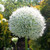 Allium 'Mount Everest'