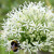 Allium 'Mount Everest'