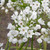 Allium neapolitanum Cowanii Group