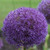 Allium 'Pinball Wizard'