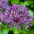 Allium 'Purple Rain'