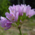 Allium roseum