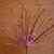 Allium schubertii