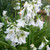 Allium triquetrum