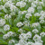 Allium ursinum