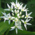 Allium ursinum