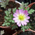 Anemone blanda 'Charmer'