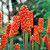 Arum italicum