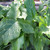 Arum italicum