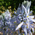 Camassia cusickii