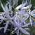 Camassia cusickii