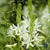 Camassia leichtlinii 'Sacajawea'