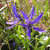 Camassia quamash
