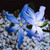 Chionodoxa forbesii 'Blue Giant'