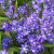 Chionodoxa sardensis