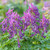 Corydalis cava