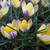 Crocus chrysanthus 'Advance'