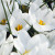 Crocus chrysanthus 'Ard Schenk'