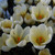 Crocus chrysanthus 'Cream Beauty'