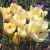 Crocus chrysanthus 'Cream Beauty'