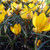 Crocus chrysanthus 'Fuscotinctus