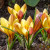 Crocus chrysanthus 'Fuscotinctus