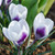 Crocus chrysanthus 'Prins Claus'