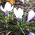Crocus chrysanthus 'Prins Claus'