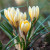 Crocus chrysanthus 'Romance'