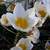 Crocus chrysanthus 'Snowbunting'