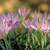 Crocus etruscus 'Rosalind'