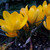 Crocus x luteus 'Golden Yellow'
