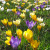 Crocus Mixed Species