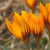 Crocus olivieri balansae 'Orange Monarch'