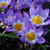 Crocus sieberi sublimis 'Tricolor'