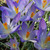 Crocus tommasinianus