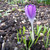 Crocus tommasinianus 'Barr's Purple'