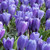 Crocus vernus 'Blue Ocean'