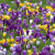 Crocus Large Flowered Mixed Colours