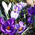 Crocus Large Flowered Mixed Colours