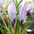 Crocus vernus 'Pickwick'